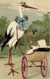 Image of stork