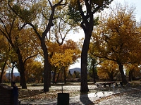 Photograph of Mills Park in the fall
